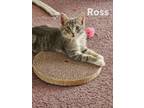 Adopt Ross, Willow Grove Area (FCID 05/14/2024-131) a Tabby