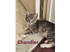 Adopt Chandler, Willow Grove Area (FCID 05/14/2024-132) a Tabby