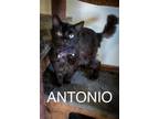 Adopt Antonio: DLH (FCID# 03/28/2024 - 97 Trainer) a Domestic Long Hair