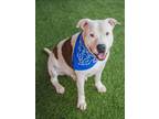 Adopt MOOSE a American Staffordshire Terrier, Mixed Breed