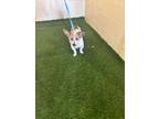 Adopt DEXTER a Parson Russell Terrier, Mixed Breed