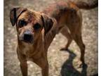 Adopt CASH-D13 a Pit Bull Terrier, Mixed Breed