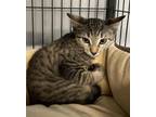 Adopt WESSON a Domestic Short Hair