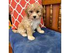 Shih-Poo Puppy for sale in Seneca, KS, USA