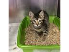 Adopt Polyester a Domestic Short Hair