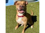 Adopt Trooper a Black Mouth Cur, Mixed Breed