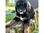 Mutt Puppy for sale in Whitingham, VT, USA