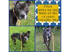 Adopt 2024-05-195 *Titan* a Pit Bull Terrier