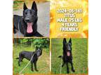 Adopt 2024-05-181 *Titus* a German Shepherd Dog