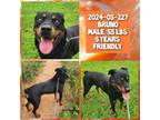 Adopt 2024-05-227 *Bruno* a Rottweiler