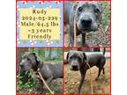 Adopt 2024-05-229 *Rudy* a Pit Bull Terrier
