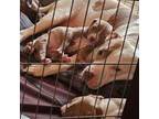 American Pit Bull Terrier Puppy for sale in Hancocks Bridge, NJ, USA
