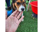 Beagle Puppy for sale in Mount Vernon, NY, USA