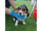 Beagle Puppy for sale in Mount Vernon, NY, USA