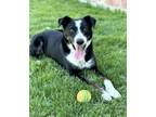 Adopt Chip a Border Collie, Mixed Breed