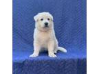 Mutt Puppy for sale in Davenport, IA, USA