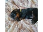 Rottweiler Puppy for sale in Middletown, MD, USA