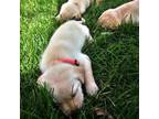 Labrador Retriever Puppy for sale in Benton City, WA, USA