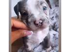 Mutt Puppy for sale in Chatsworth, CA, USA