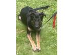 Adopt Ruger a German Shepherd Dog, Mixed Breed