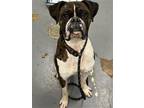 Adopt ROCKY THE MOVIE a Boxer