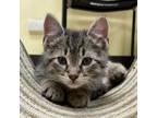 Adopt Remy a Domestic Short Hair