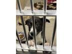 Adopt Seattle a Border Collie, Mixed Breed