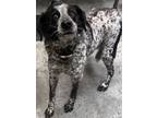 Adopt Tiggie a Cattle Dog, Mixed Breed
