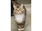 Adopt Twinkle Toes a Domestic Long Hair, Domestic Short Hair
