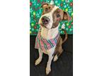 Adopt Tate a Pit Bull Terrier