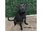 Adopt Twinkletoes a Labrador Retriever, Pit Bull Terrier