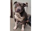 Adopt Pablo a Pit Bull Terrier