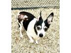 Adopt Puppy Love a Rat Terrier, Mixed Breed