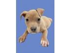 Adopt Bramble a Pit Bull Terrier, Mixed Breed