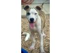 Adopt Damon Salvatore a Pit Bull Terrier, Mixed Breed