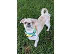 Adopt Patchy Pirate a Shih Tzu, Mixed Breed
