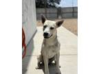 Adopt Wile E. Coyote a Mixed Breed