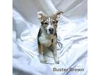 Adopt Buster Brown a German Shepherd Dog, Mixed Breed