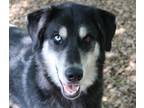 Adopt 43267 - Newt a German Shepherd Dog, Collie