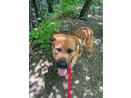 Adopt Tank a Mixed Breed