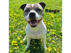 Adopt Rango 240304 a Mixed Breed