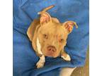 Adopt Dynamite a Mixed Breed