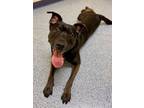 Adopt Pal a Pit Bull Terrier, Mixed Breed
