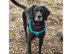 Adopt Hunter a Bluetick Coonhound, Black Labrador Retriever