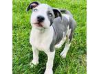 Adopt Jerry a Pit Bull Terrier