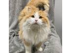 Adopt Orion a Domestic Long Hair