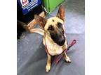 Adopt Ted a German Shepherd Dog, Mixed Breed