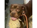 Adopt Big Baby a American Staffordshire Terrier
