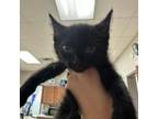 Adopt Dr. Jeckyll- 052201S a Domestic Short Hair