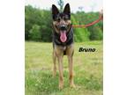 Adopt Bruno a German Shepherd Dog